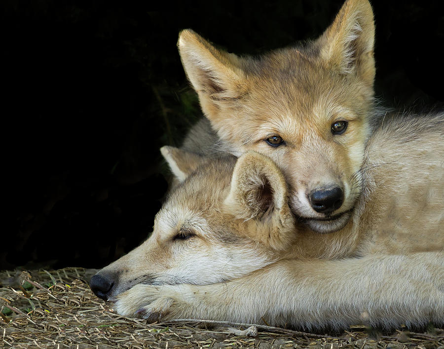 Wolf Pup Brothers Photograph by Galloimages Online