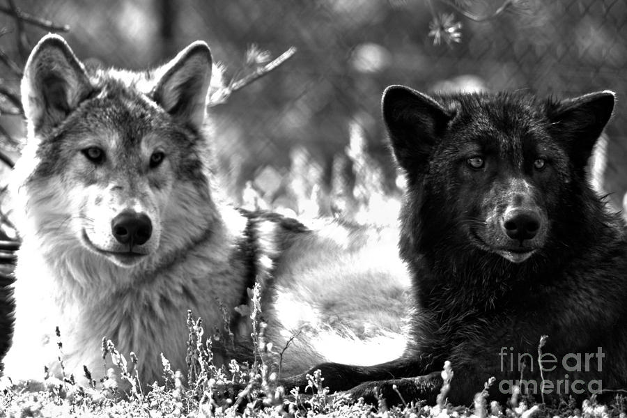 Wolf Pups At Rest Black And White Photograph by Adam Jewell