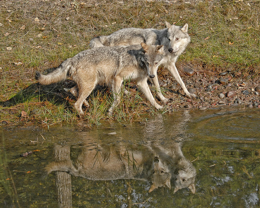 Wolf Reflections Photograph by Wade Aiken