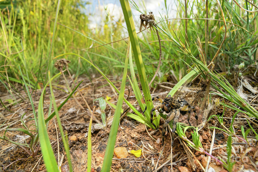 Wolf Spider At Nest Entrance Photograph by Ozgur Kerem Bulur/science