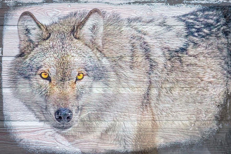 Wolf Stare Digital Art by Debra and Dave Vanderlaan