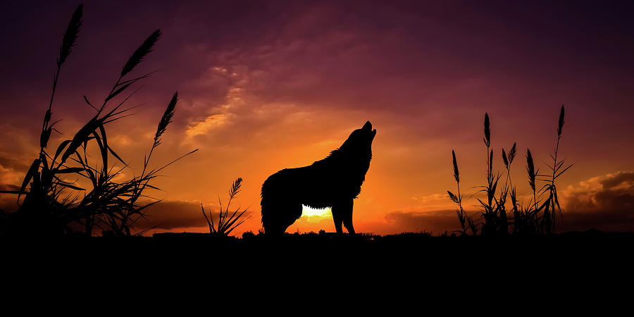 Wolf Sunset Mixed Media by Ata Alishahi - Fine Art America