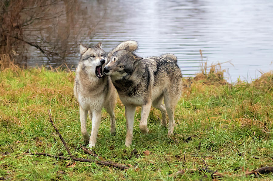 Wolf talk Photograph by Dan Friend