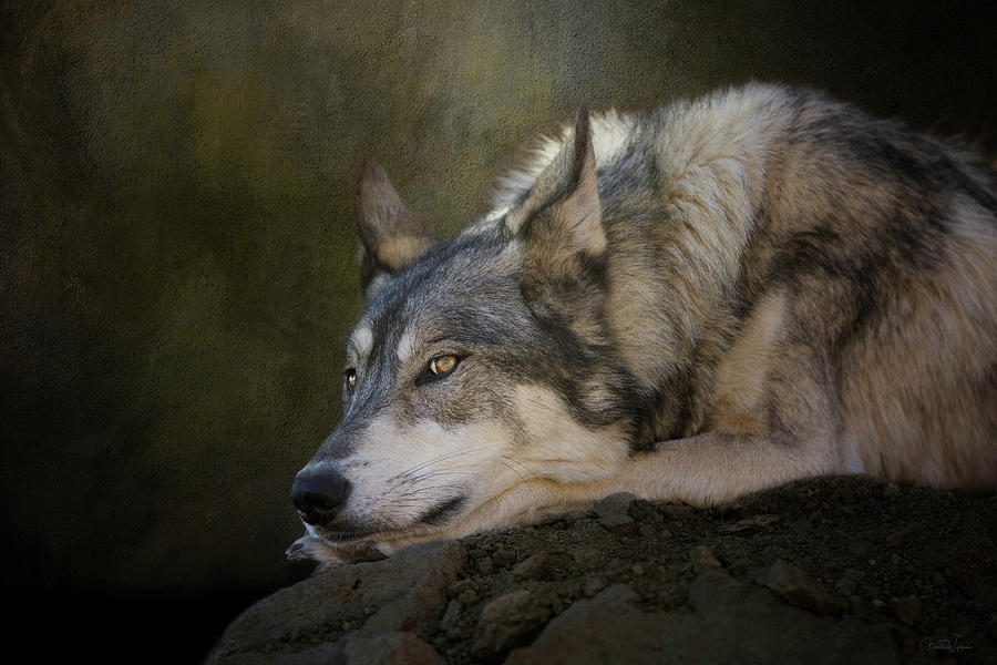 Wolf Watch by Nicole Wilde Wolf Watch by Nicole Wilde