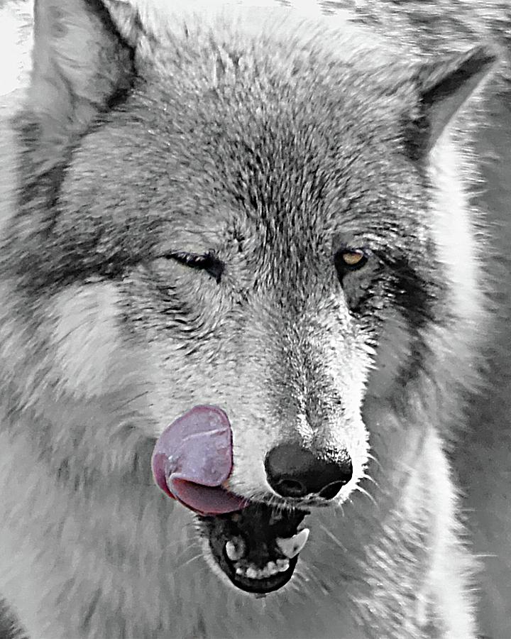 Wolf Wink Photograph by Jeannee Gannuch