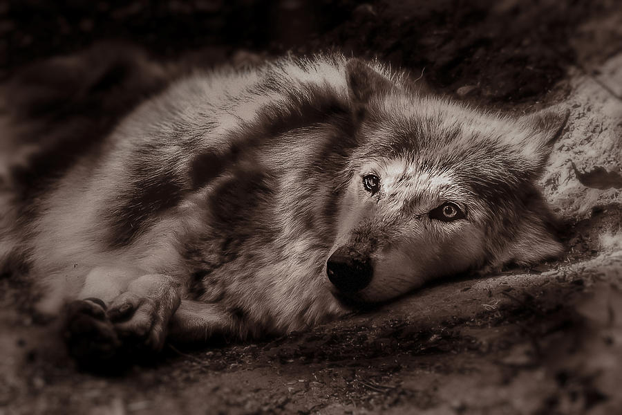 Wolfe Photograph