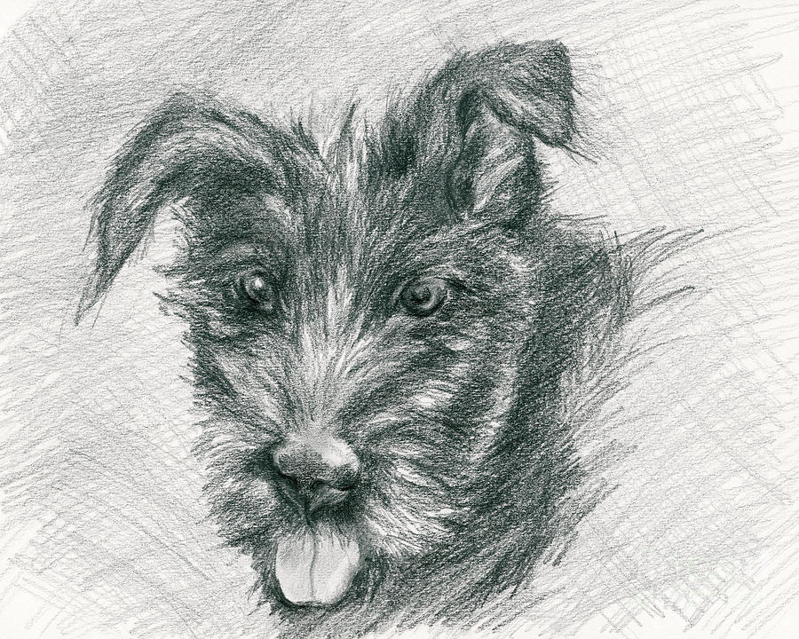 Wolfhound Puppy Sketch Drawing by MM Anderson