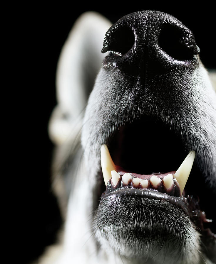 Wolfs Teeth Photograph by Henrik Sorensen