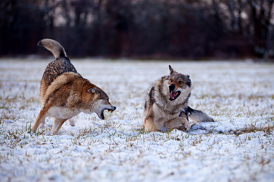 Wolfsblut Photograph by Manuela Gorber