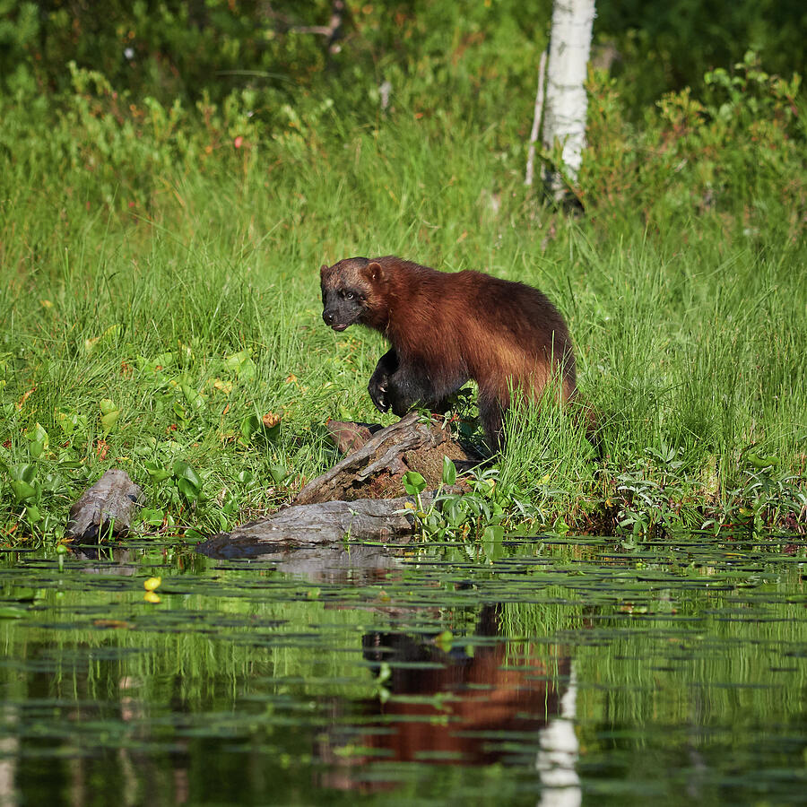 Wolverine by the lake Photograph by Jouko Lehto