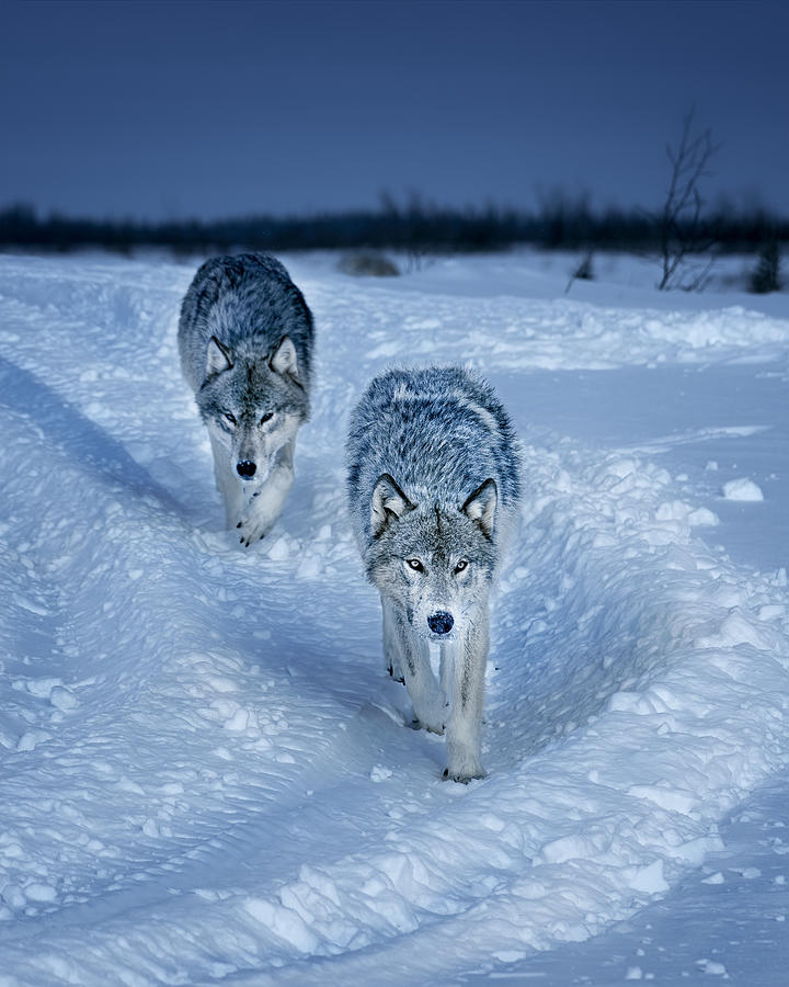 Wolves Coming Close To Camp In Early Evening Photograph by Siyu And Wei Photography