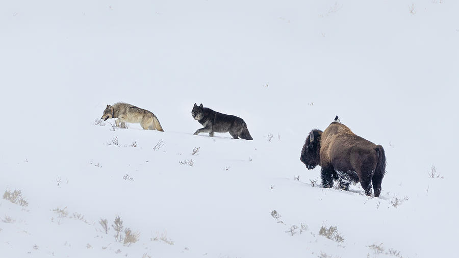 Yellowstone National Park Photograph - Wolves In Yellowstone by Siyu And Wei Photography