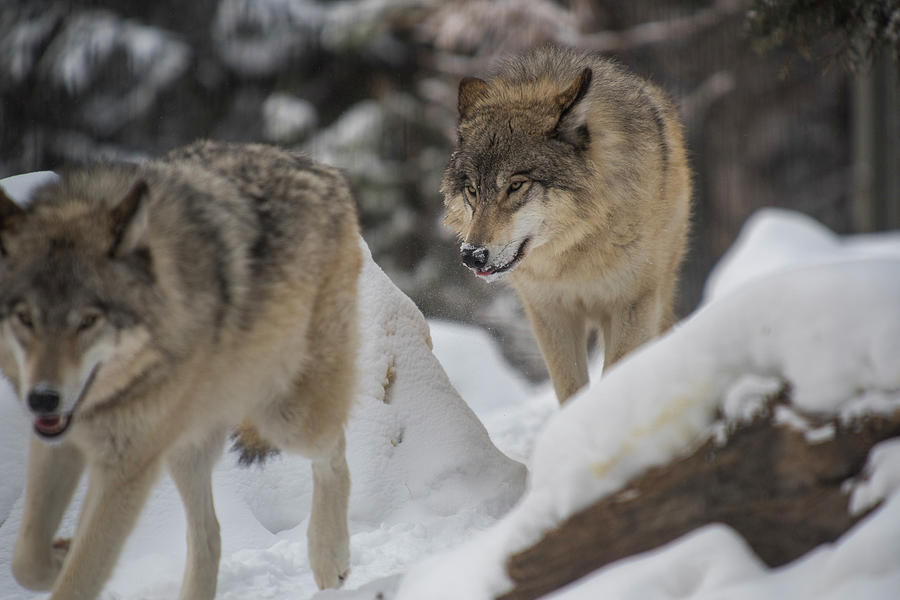 Wolves on the Trail Photograph by Bill Cubitt