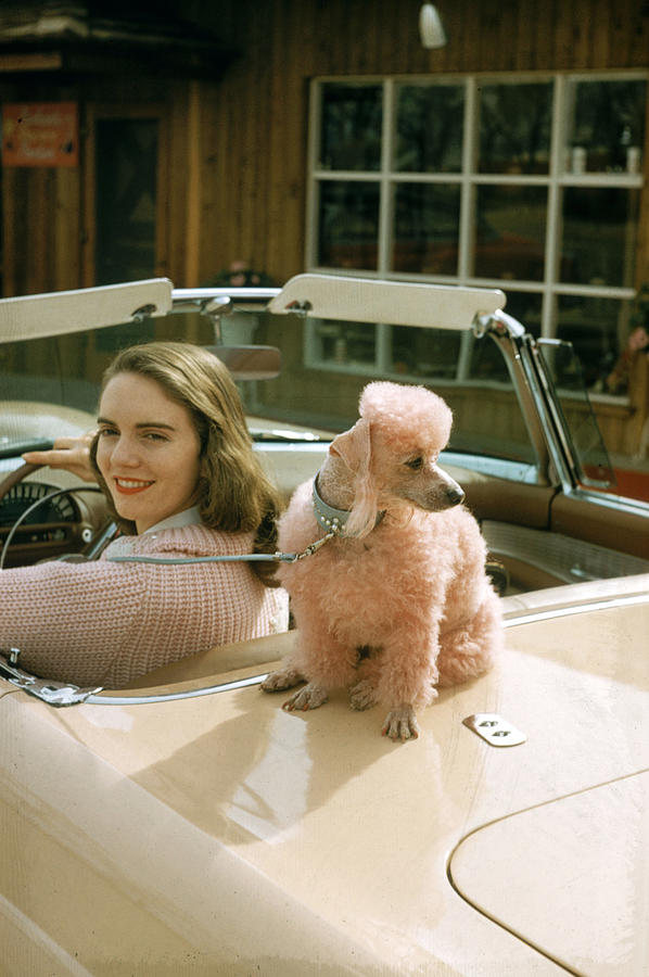Woman & Her Poodle Photograph by Nina Leen Woman & Her Poodle Photograph by Nina Leen