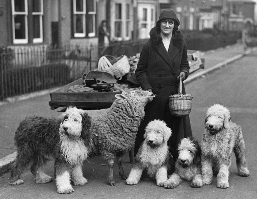 Woman And Pets Photograph by Fox Photos Woman And Pets Photograph by Fox Photos