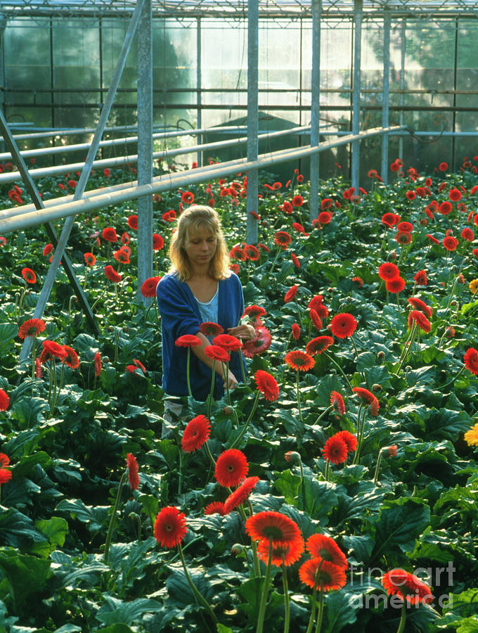 Daisy Photograph - Woman Harvesting Greenhouse-grown Gerbera Flowers by Maximilian Stock Ltd/science Photo Library