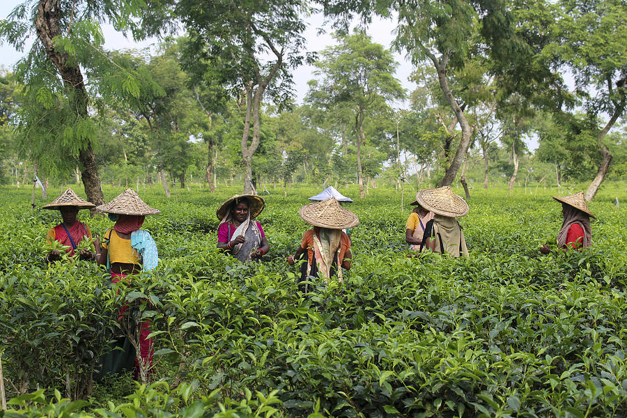 Documentary Photograph - Woman Harvesting Tea Leaves by Shukonna Ahmed Lipi