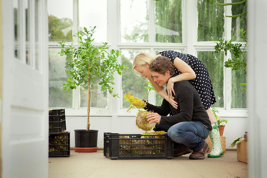 Woman Leaning On Man While Looking At Sunflowers In Greenhouse Photograph By Cavan Images Fine 