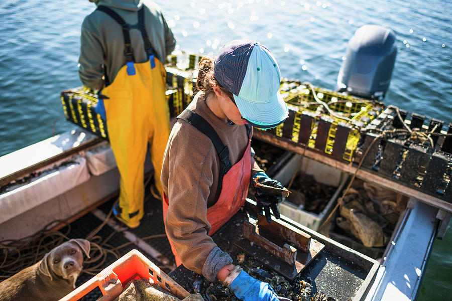 Woman Measuring Conch On Shellfishing Boat On Narragansett Bay ...