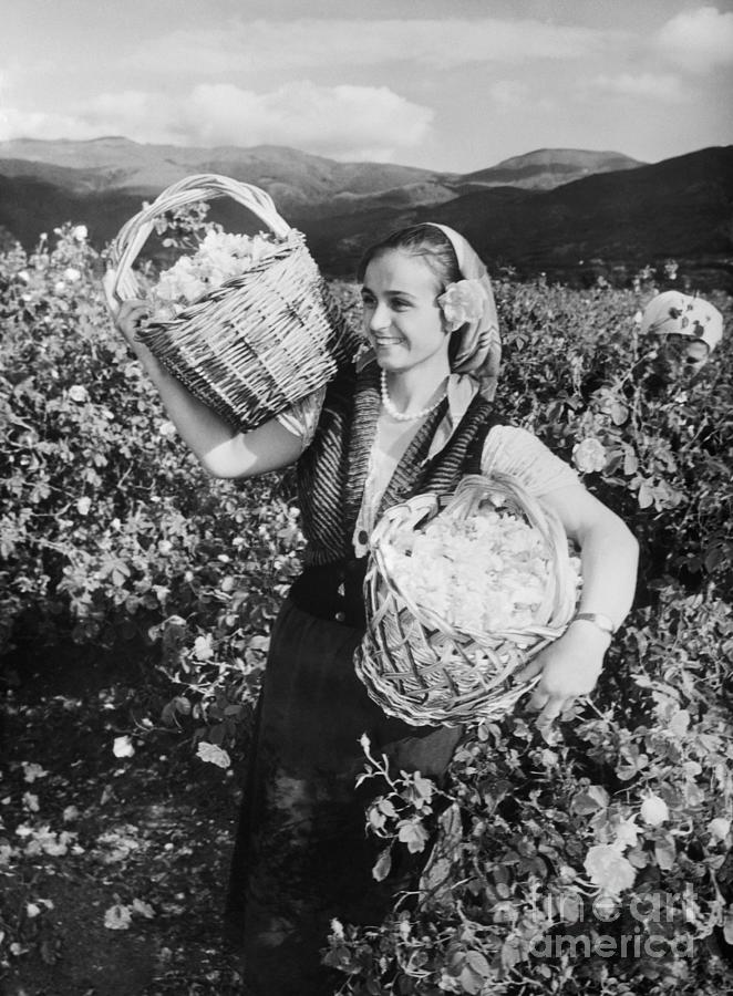 Woman Picking Roses In Bulgaria Photograph by Bettmann