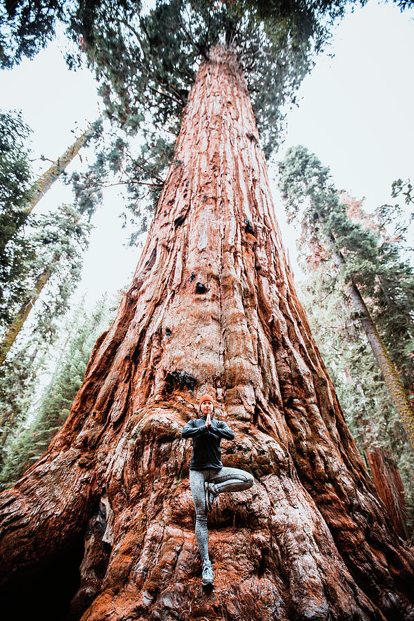 Sequoia National Park Photograph - Woman Practices Yoga At Base Of Giant Sequoia Tree, California by Cavan Images