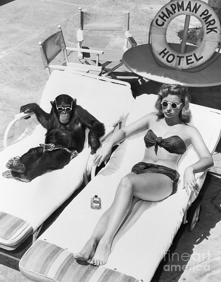 Woman Sunbathing With Chimpanzee Photograph by Bettmann