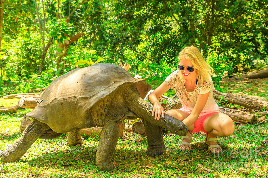 Woman touches Giant Tortoise Photograph by Benny Marty