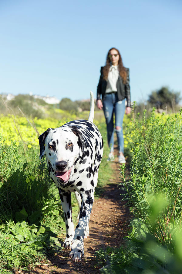 Nature Photograph - Woman With Dalmatian Walking On Field Amidst Plants Against Clear Blue Sky by Cavan Images
