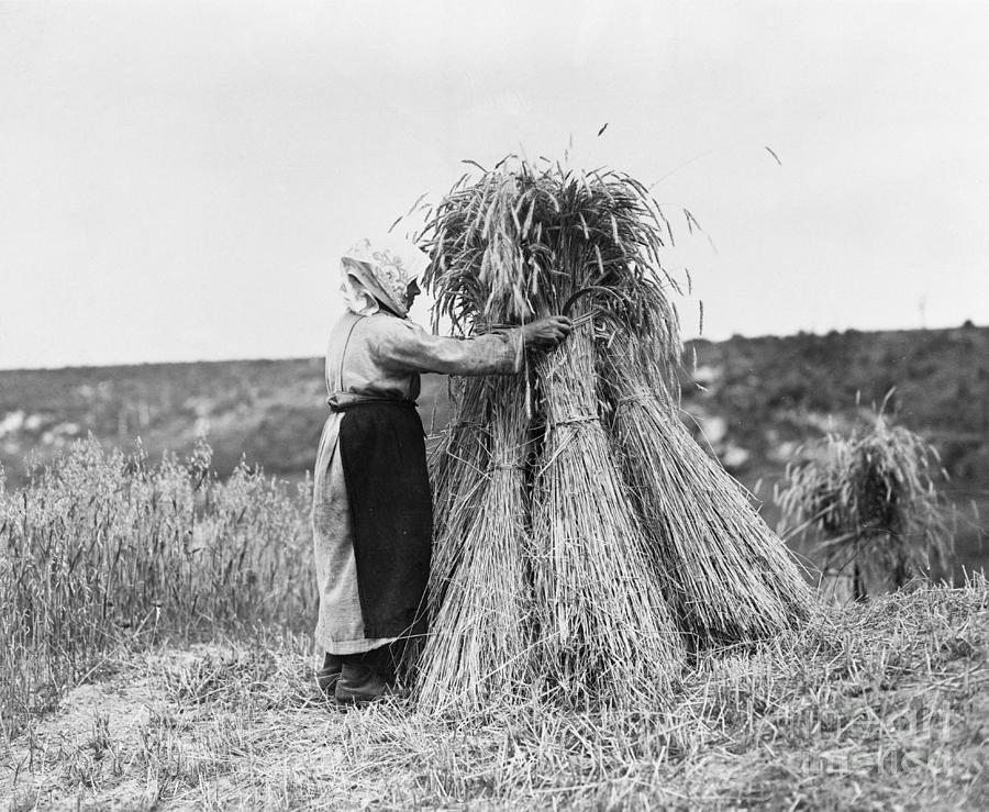 Woman Working In The Fields Photograph by Bettmann