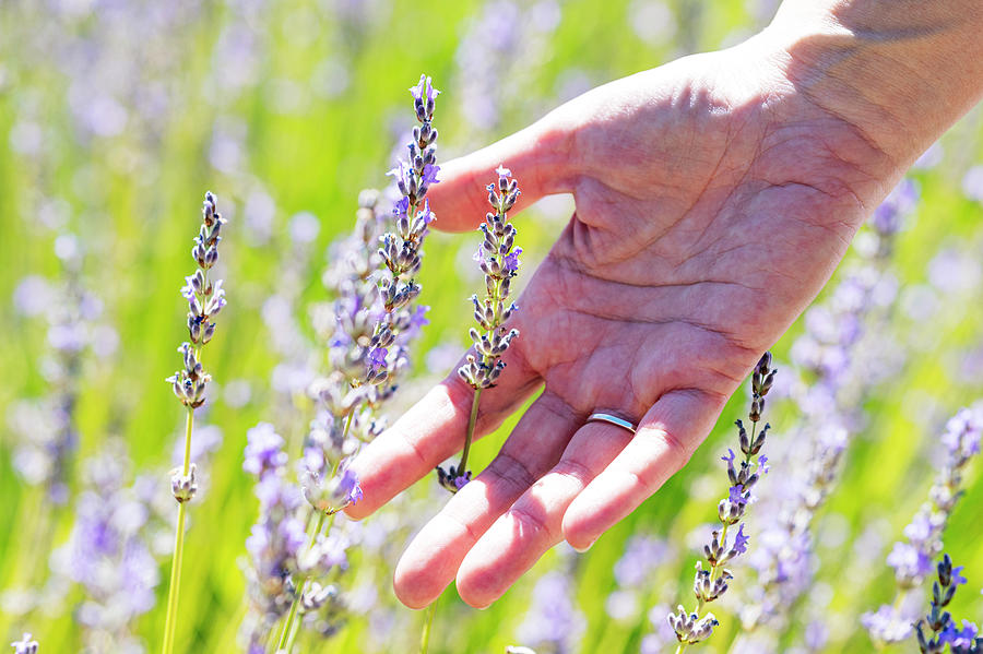 Womans Hand Stroking The Lavender Field Photograph By Cavan Images