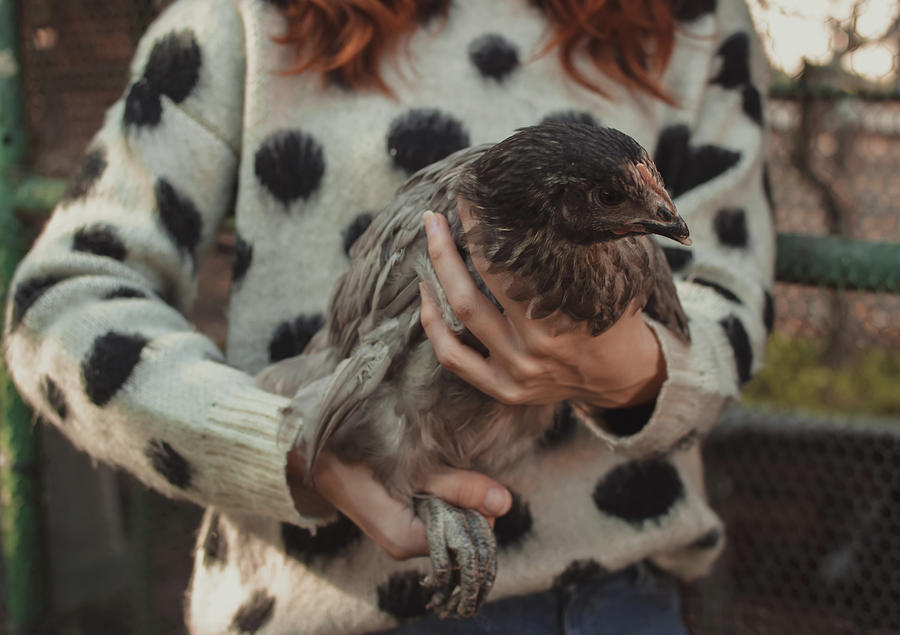 Nature Photograph - Womans Hands Holding A Biblue Hen, Her Body Blurred In The Background. by Cavan Images