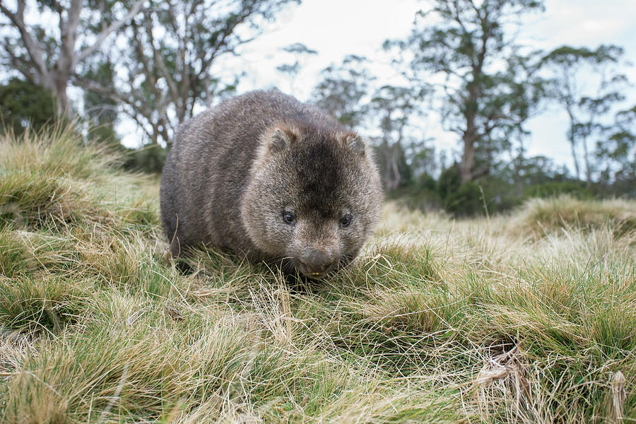 Wombat At Cradle Mountain Photograph by Suzi Eszterhas