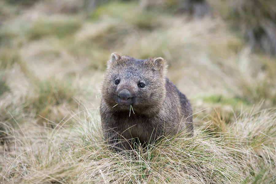 Wombat Grazing Photograph by Suzi Eszterhas