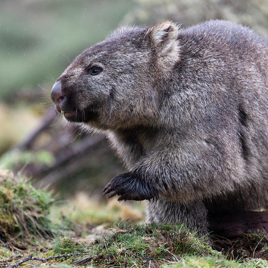 Wombat In Profile Photograph by Suzi Eszterhas