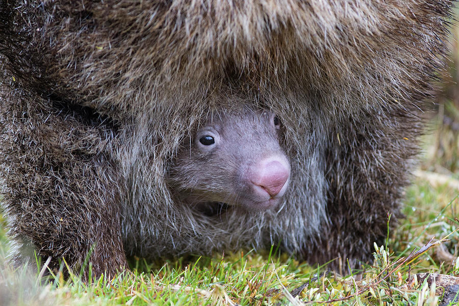 Wombat Joey Peeking Photograph by Suzi Eszterhas