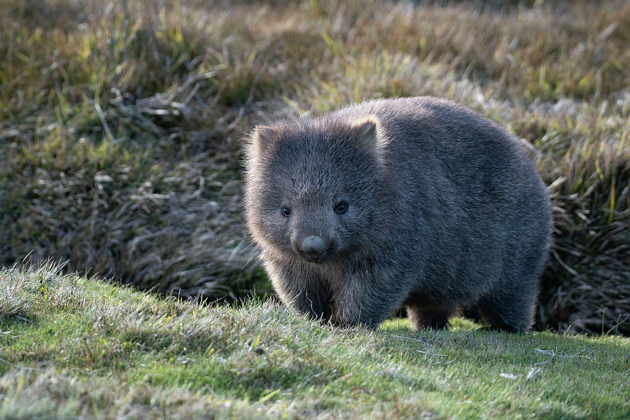 Wombat Photograph by Patrick Nowotny