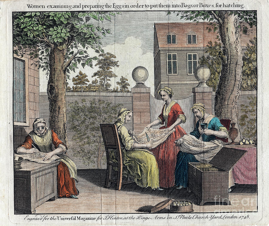 Women Examining Silk Moth Eggs Drawing by Print Collector
