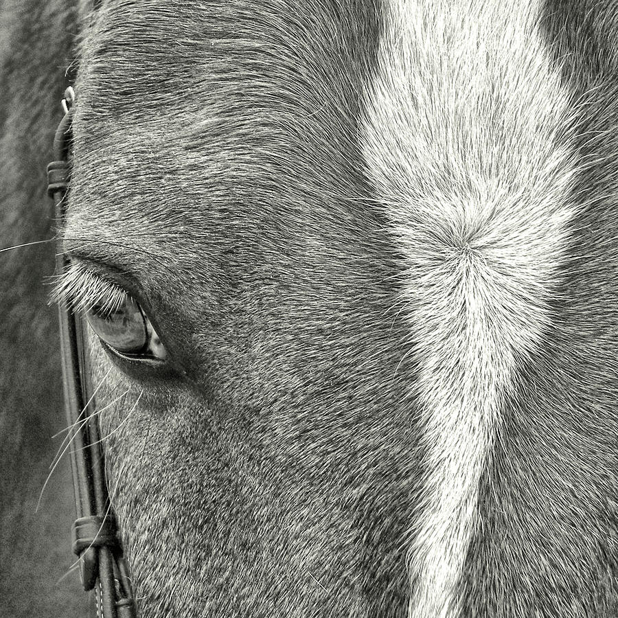 Wonder Pony Photograph by Dressage Design