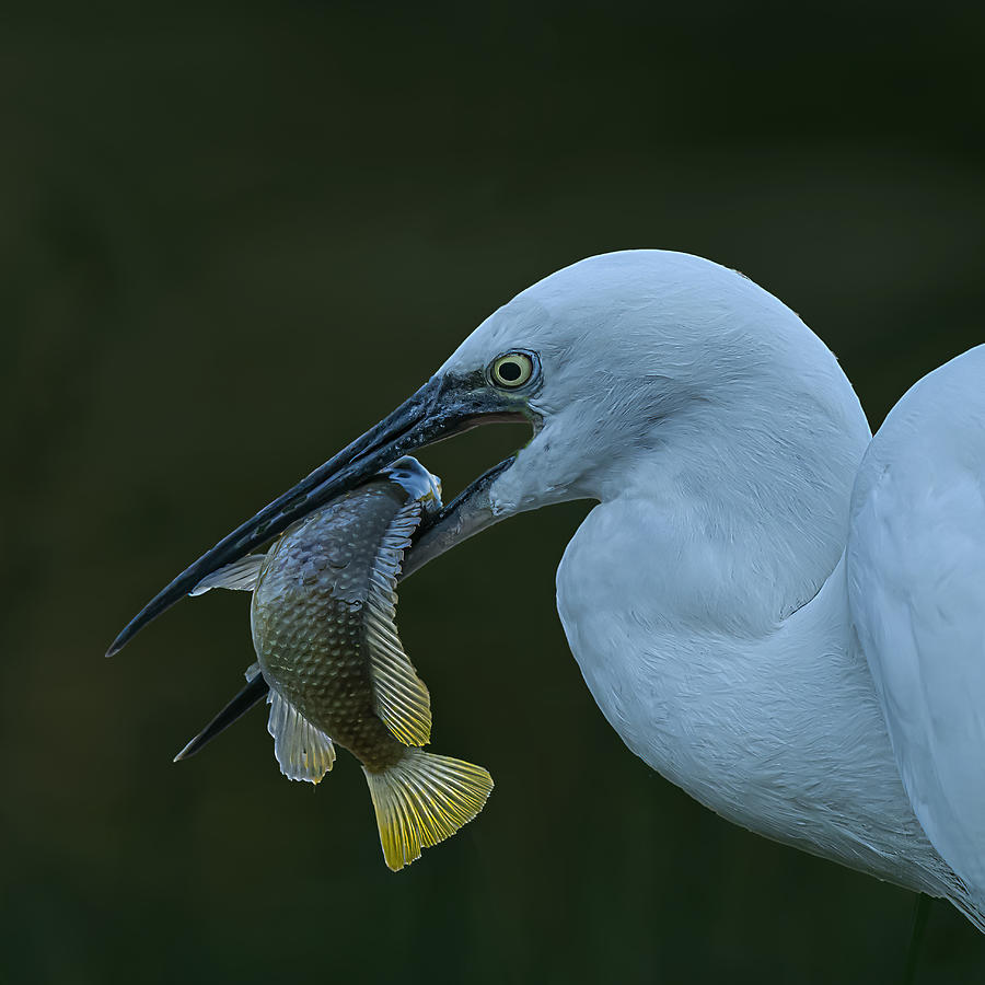 Nature Photograph - Wonderful Catch by Boris Lichtman