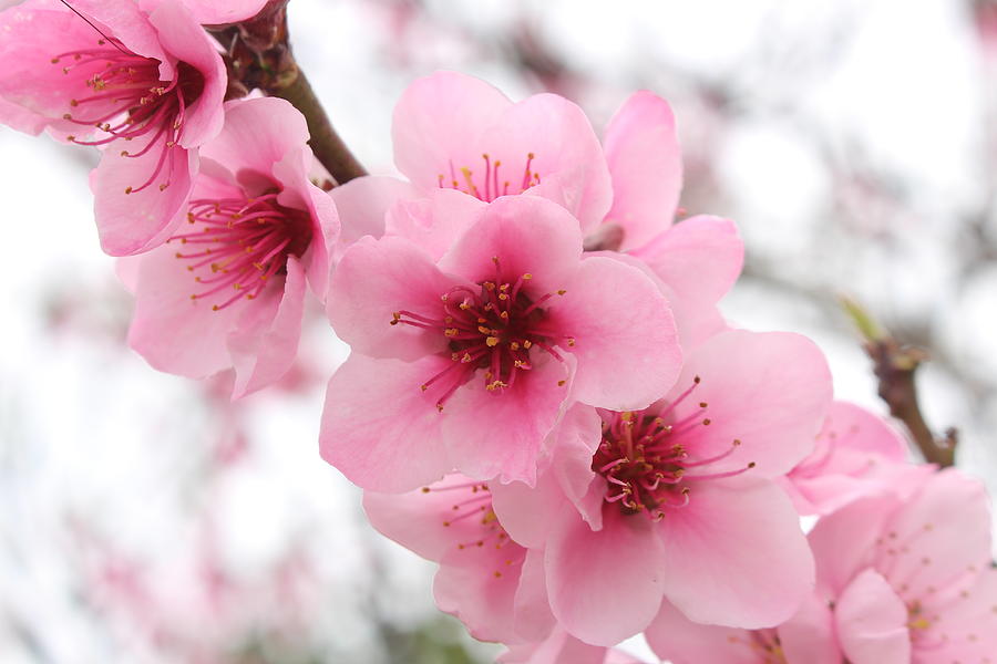 Wonderful close-up of blooming cherry blossom pink flowers, with blurry  background. by Ana Fidalgo