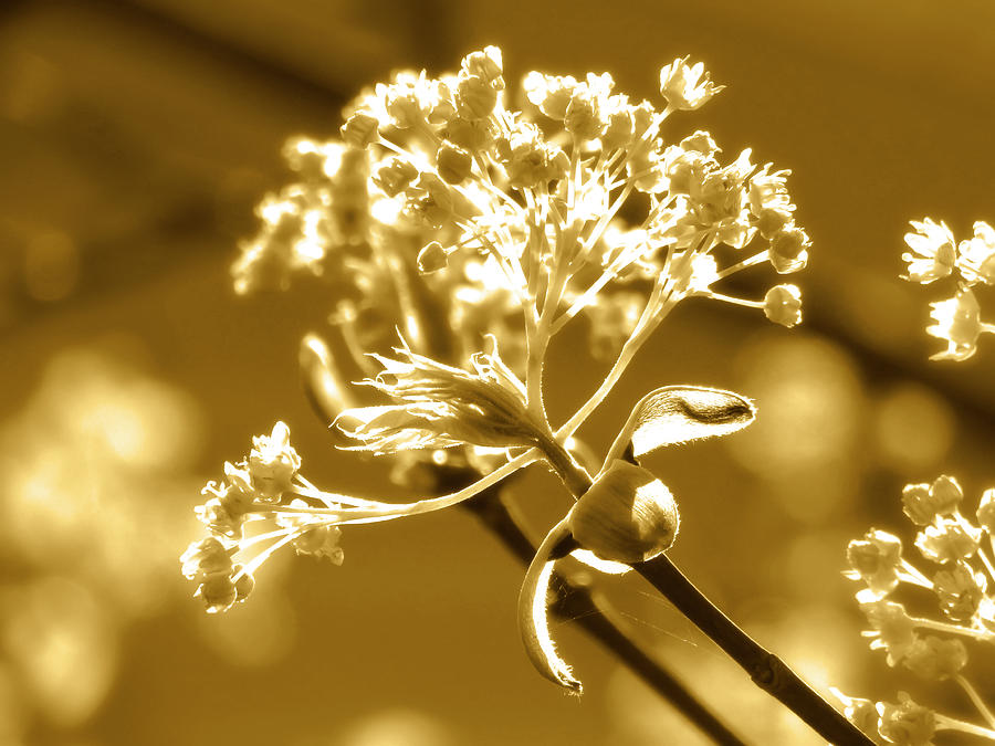 Nature Photograph - Wonderful Maple Tree Flowers In Gold by Johanna Hurmerinta
