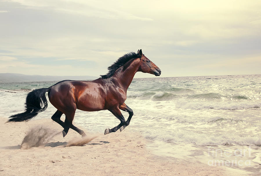 Equestrian Photograph - Wonderful Marine Landscape With by Anakondasp Equestrian Photograph - Wonderful Marine Landscape With by Anakondasp
