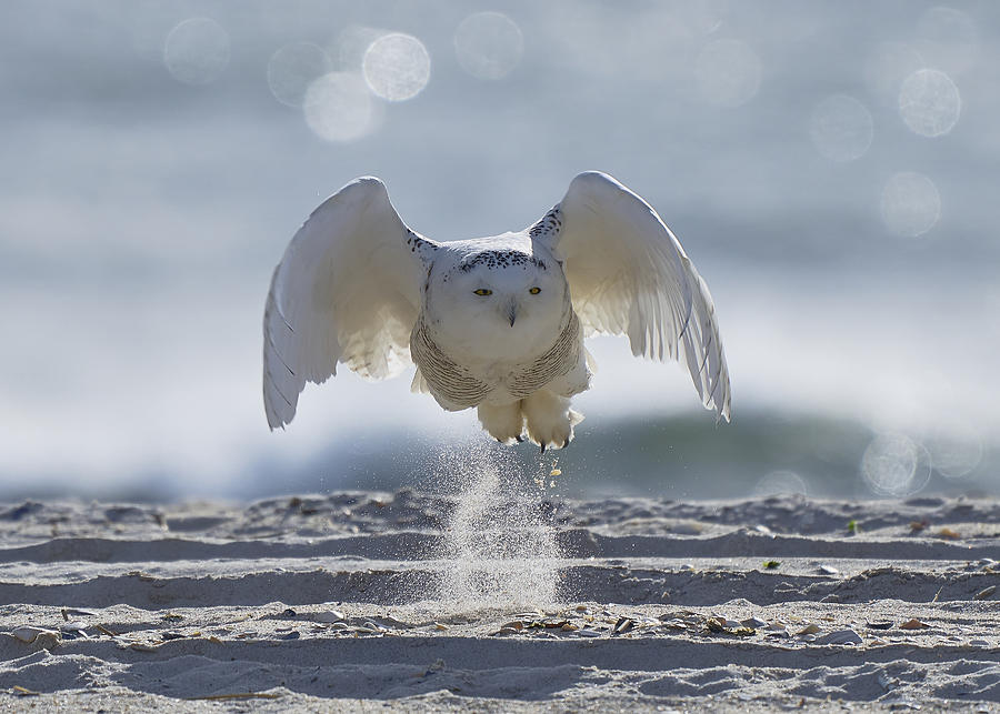 Owl Photograph - Wonderful Morning by Johnny Chen