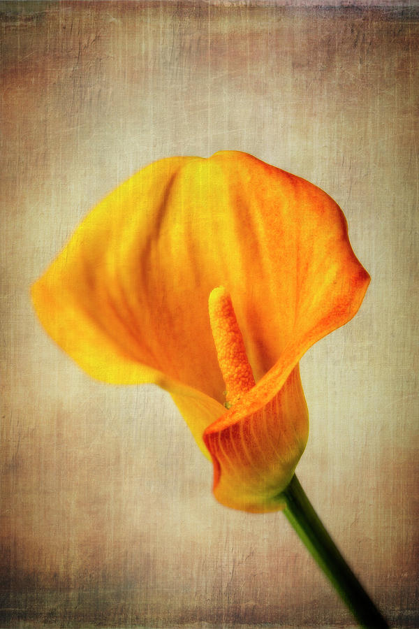 Wonderful Textured Calla Lily Photograph by Garry Gay