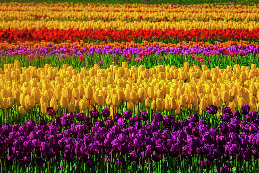 Tulip Photograph - Wonderful Tulip Fields by Garry Gay