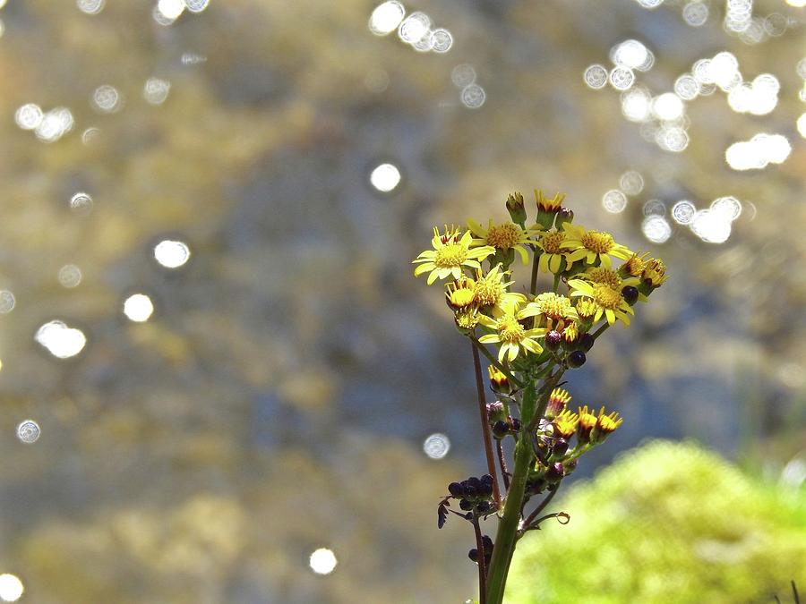 Wonderful Weeds By The Water Photograph by Kathy Ozzard Chism