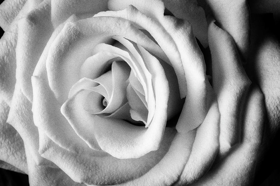 Wonderful White Rose In Black And White Photograph by Garry Gay