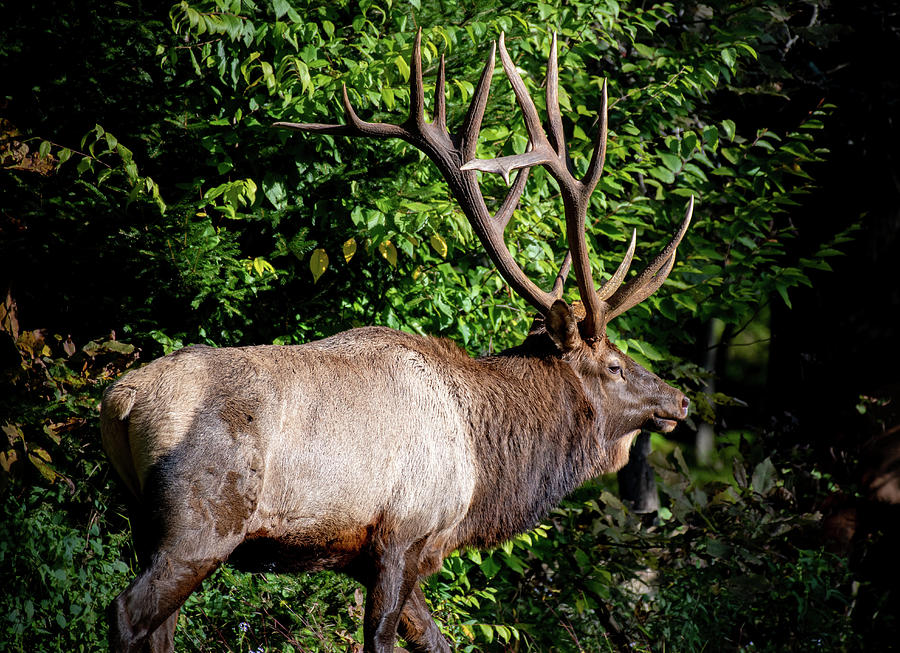 Bull Elk During Rut Photograph by Rose Guinther