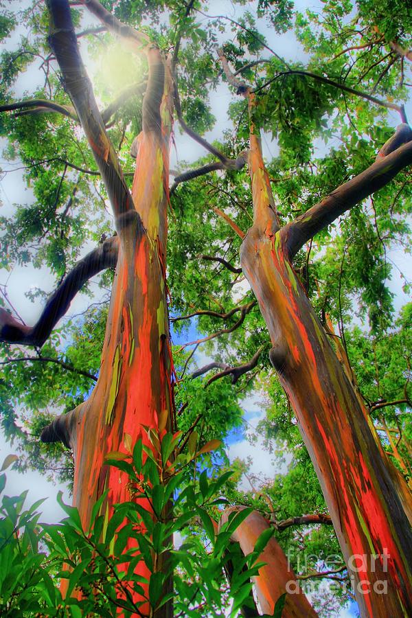 Wondrous Eucalyptus Photograph by DJ Florek