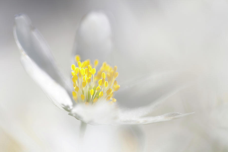 Wood Anemone Abstract Photograph by Heike Odermatt